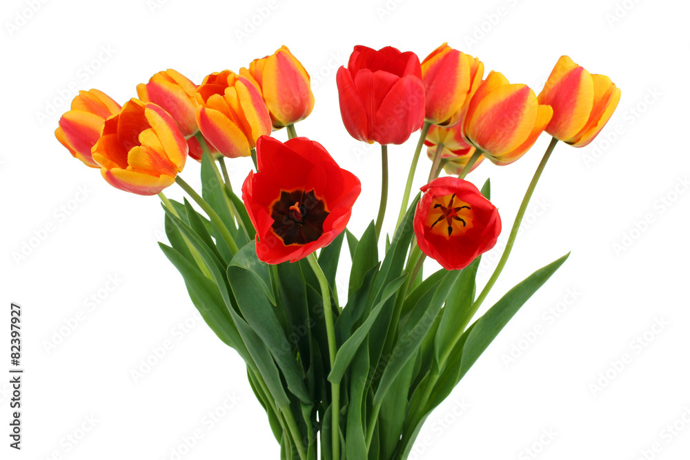 Fototapeta premium tulip isolated