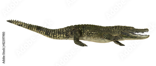 American Alligator © photosvac