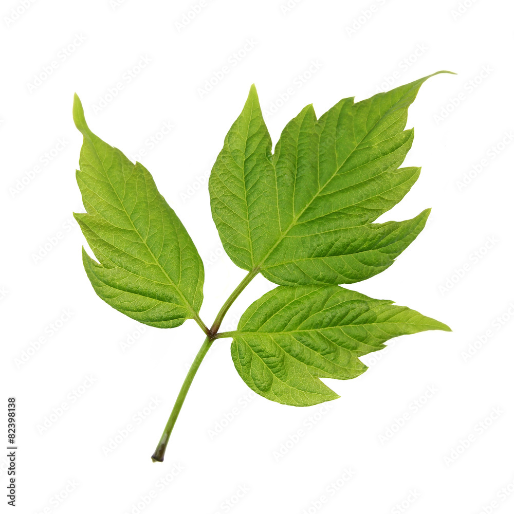 Fototapeta premium green young leaf isolated on white backgrond