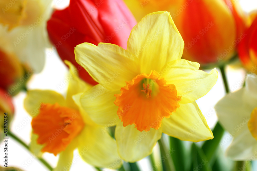 Daffodils and tulips isolated