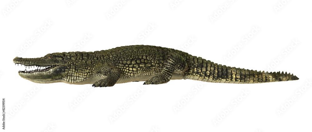 American Alligator American Alligator