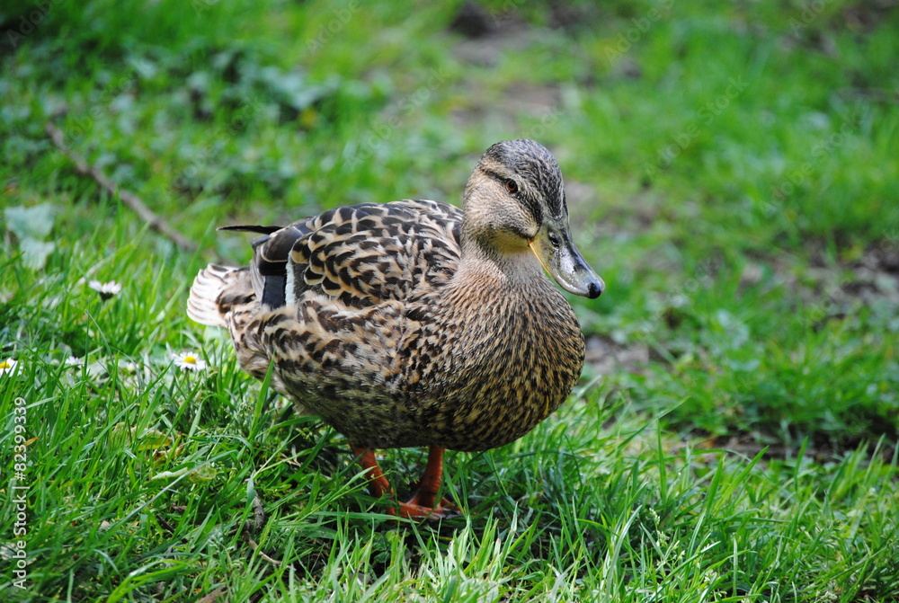 Fototapeta premium Canard