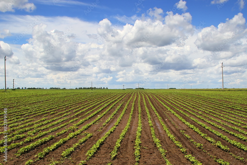 Agriculture field