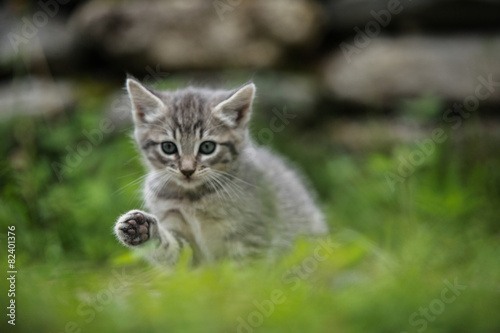 Fototapeta Naklejka Na Ścianę i Meble -  chaton