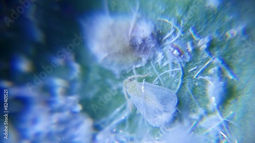 The woolly whitefly, Aleurothrixus floccosus pest insect photo