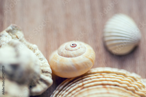 Sea shells and winkle on wooden table