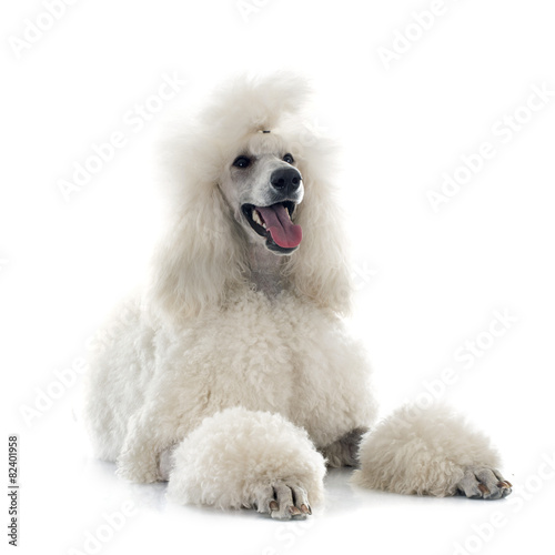 Fototapeta Naklejka Na Ścianę i Meble -  white Standard Poodle