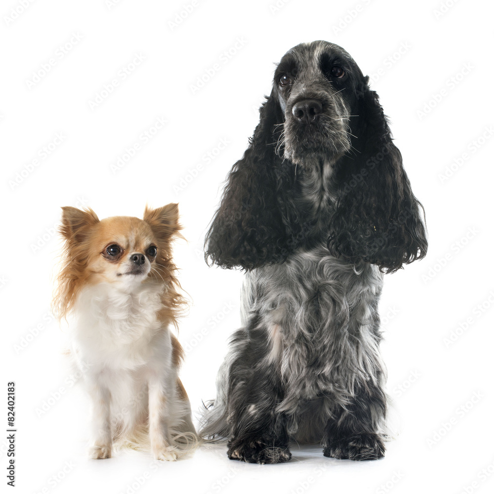 cocker spaniel and chihuahua cocker spaniel and chihuahua