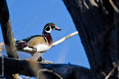 Male Wood Duck Perched in a Tree photo