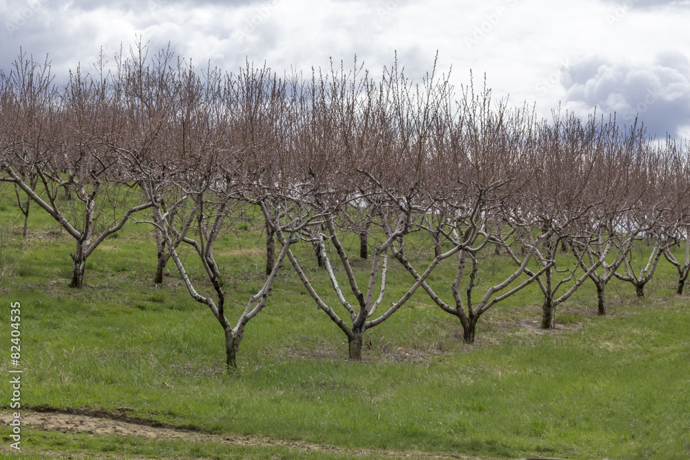 Apple Orchard Spring