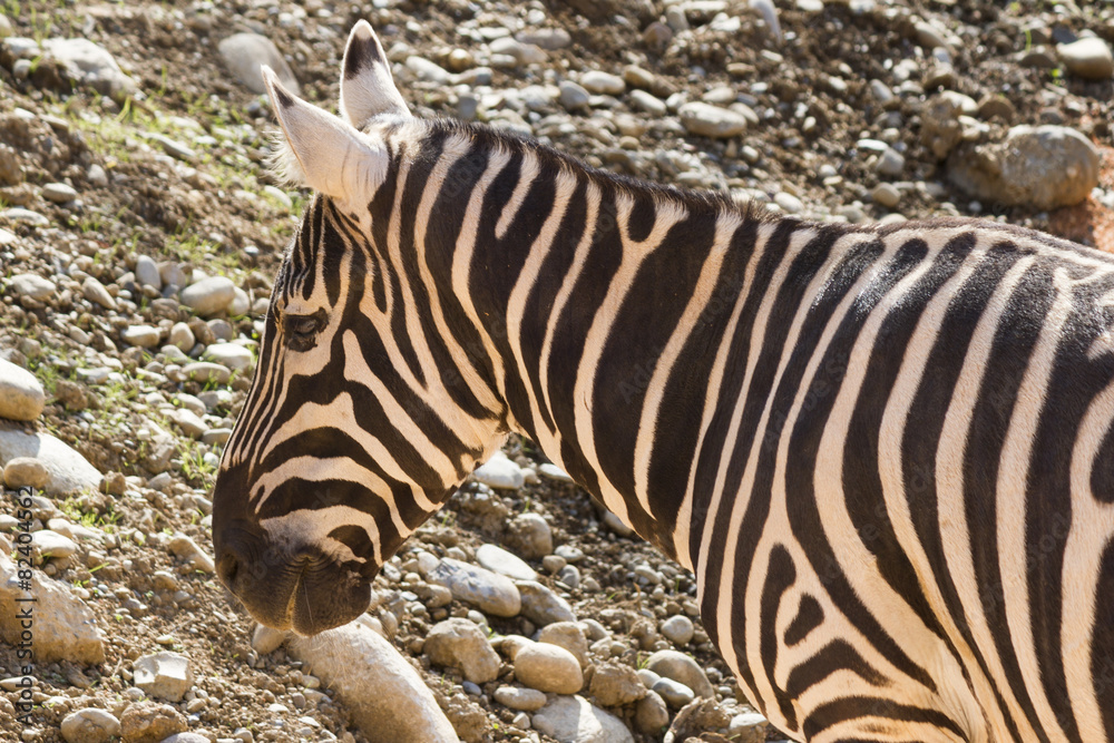 Obraz premium zebra in the forest