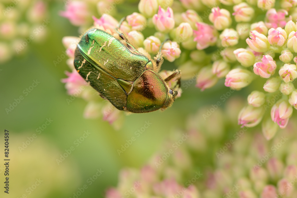 Naklejka premium Rosenkäfer 5