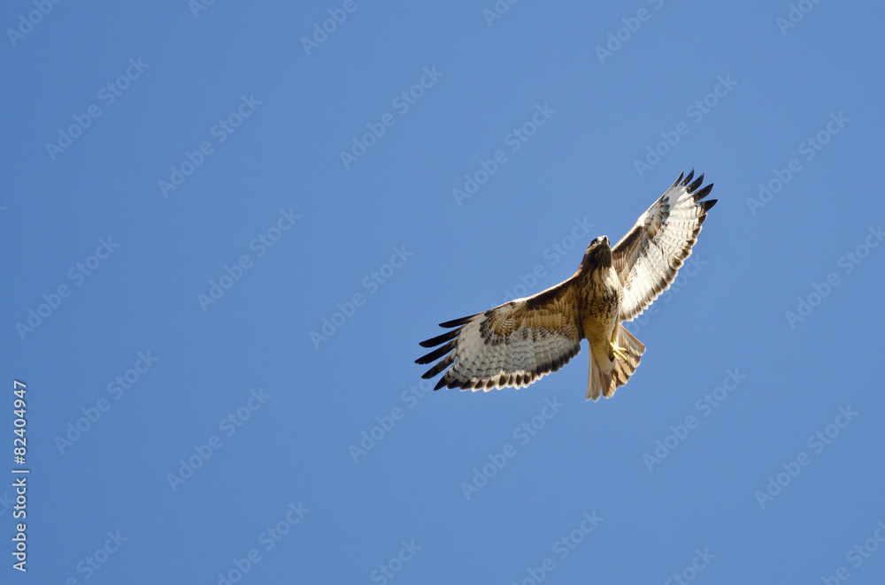 Obraz premium Red-Tail Hawk Flying in a Blue Sky