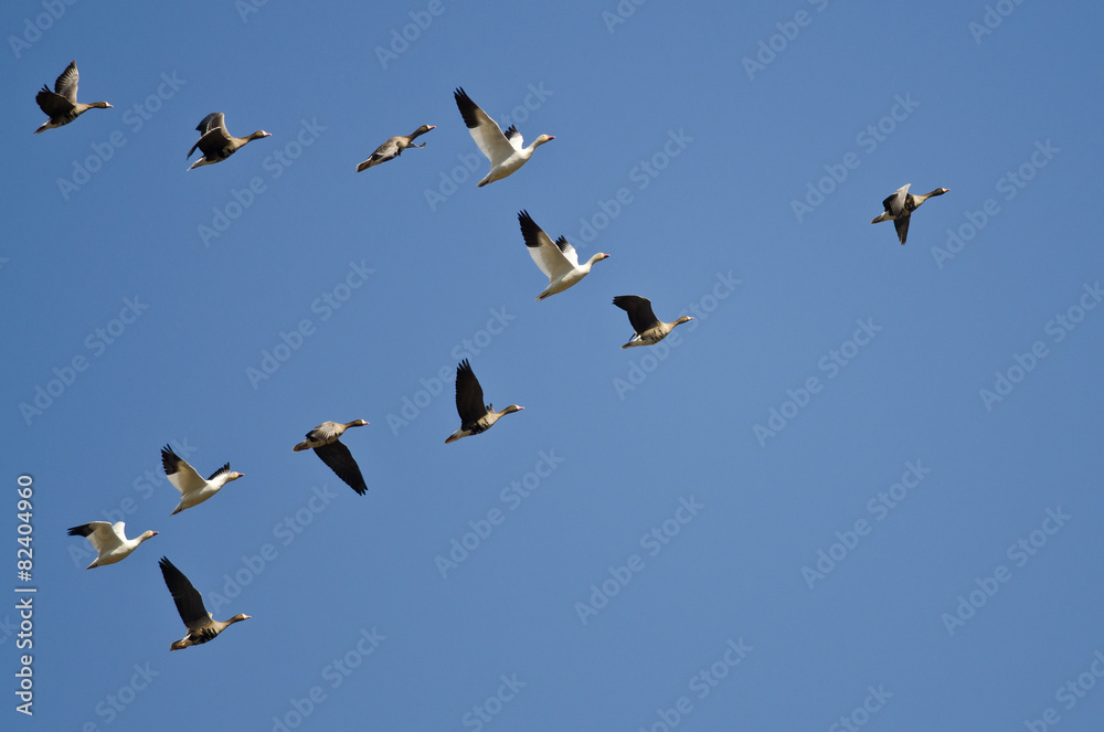 Snow Geese Flying with Greater White-Fronted Geese in a Blue Sky