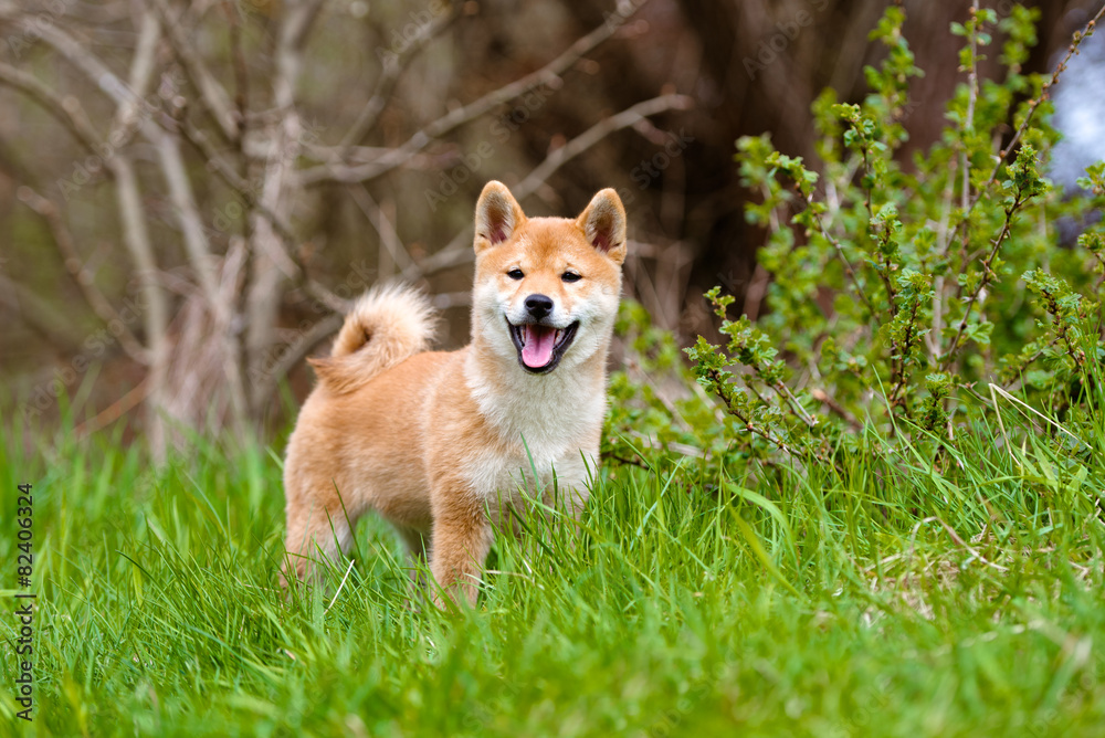adorable shiba-inu puppy standing outdoors adorable shiba-inu puppy standing outdoors