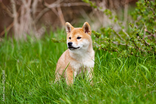 red shiba-inu puppy on grass