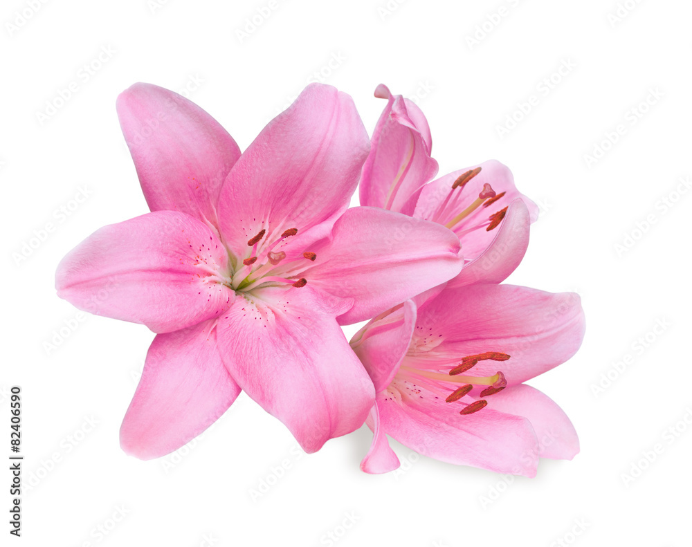 pink lilies on white background - obrazy, fototapety, plakaty 