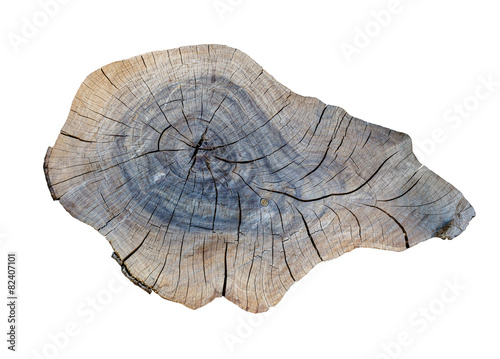 cracking teak tree slice