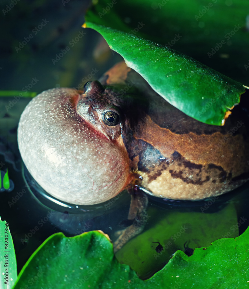 Naklejka premium bullfrog
