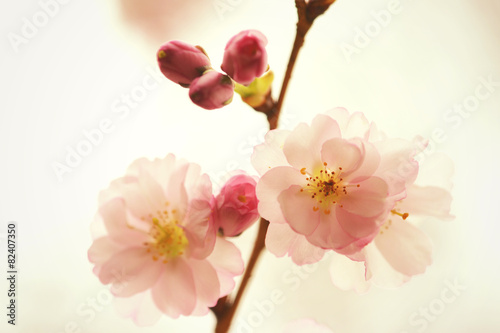 cherry blossom in soft colors © lcrms