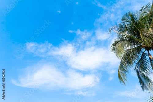 blue sky with the top of tree