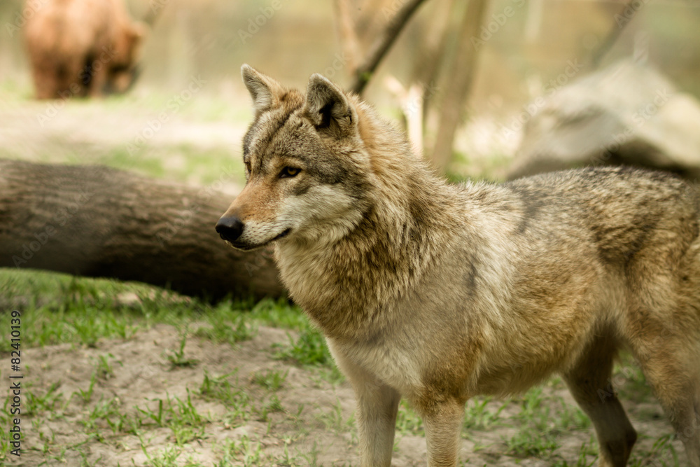 wolf - captive animal wolf - captive animal
