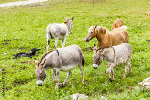 donkeys and horses, Piedmont, Italy
