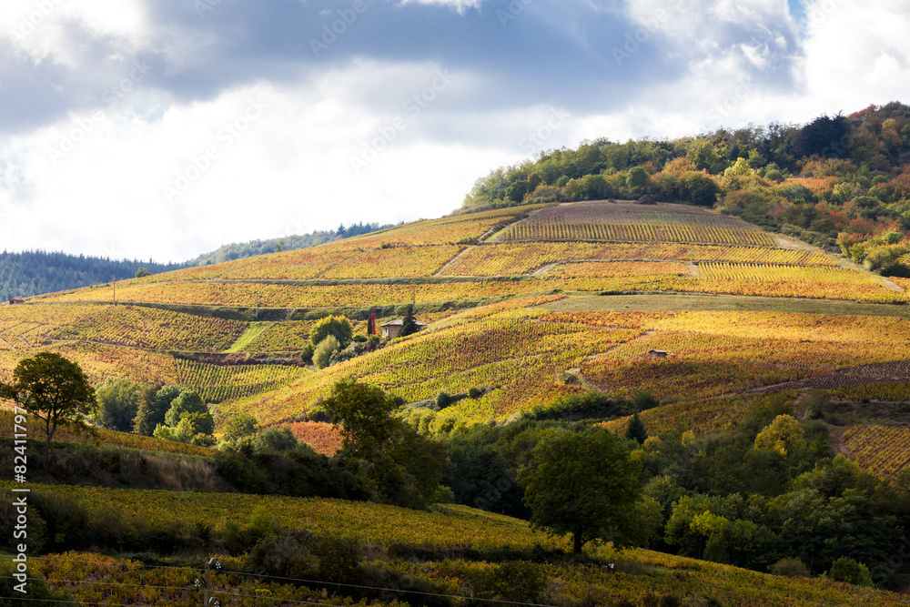 vineyards near Odenas, Beaujolais, Rhone-Alpes, France