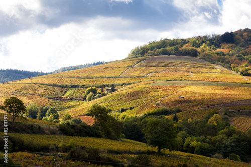 vineyards near Odenas  Beaujolais  Rhone-Alpes  France