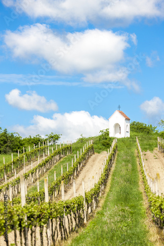 God''s torture near Hnanice with spring vineyard, Southern Morav photo