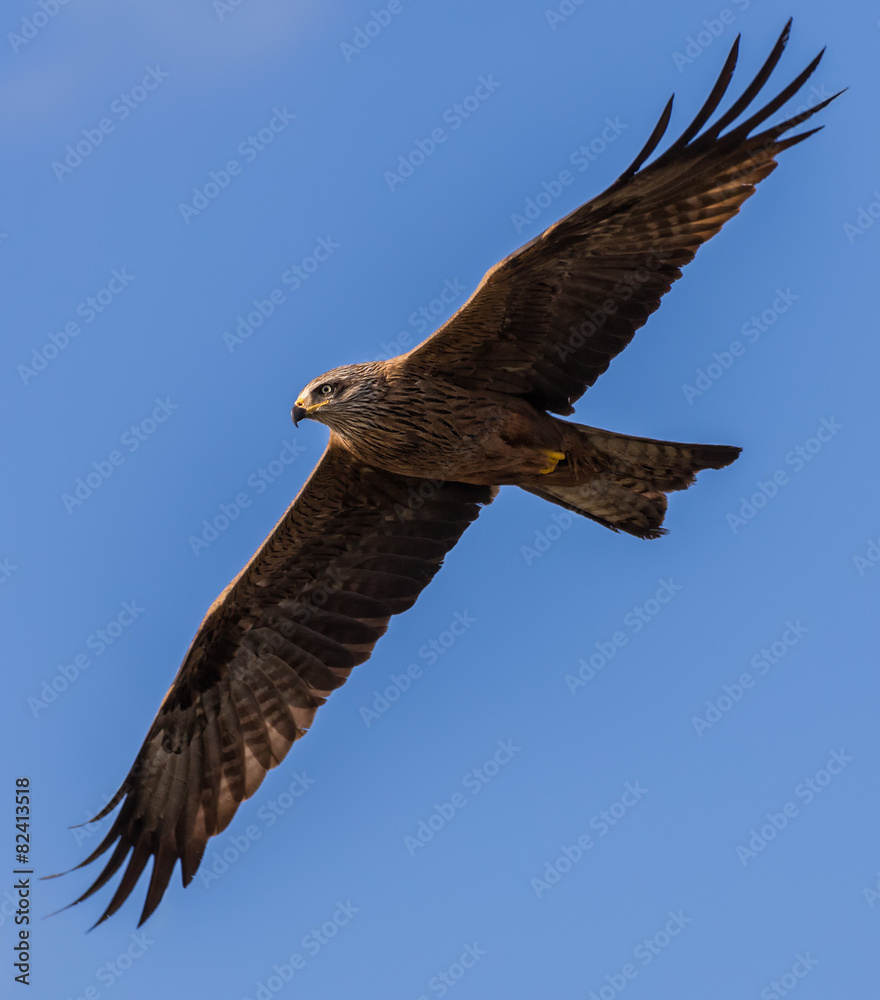 Obraz premium Black kite