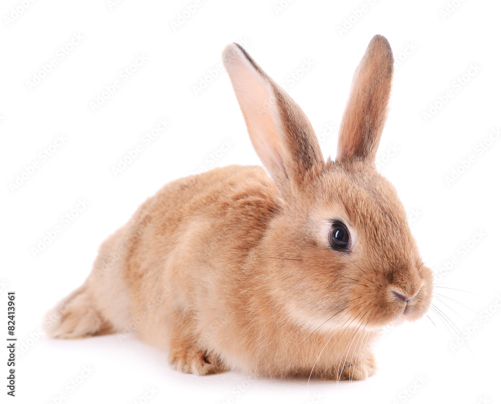 Little rabbit isolated on white