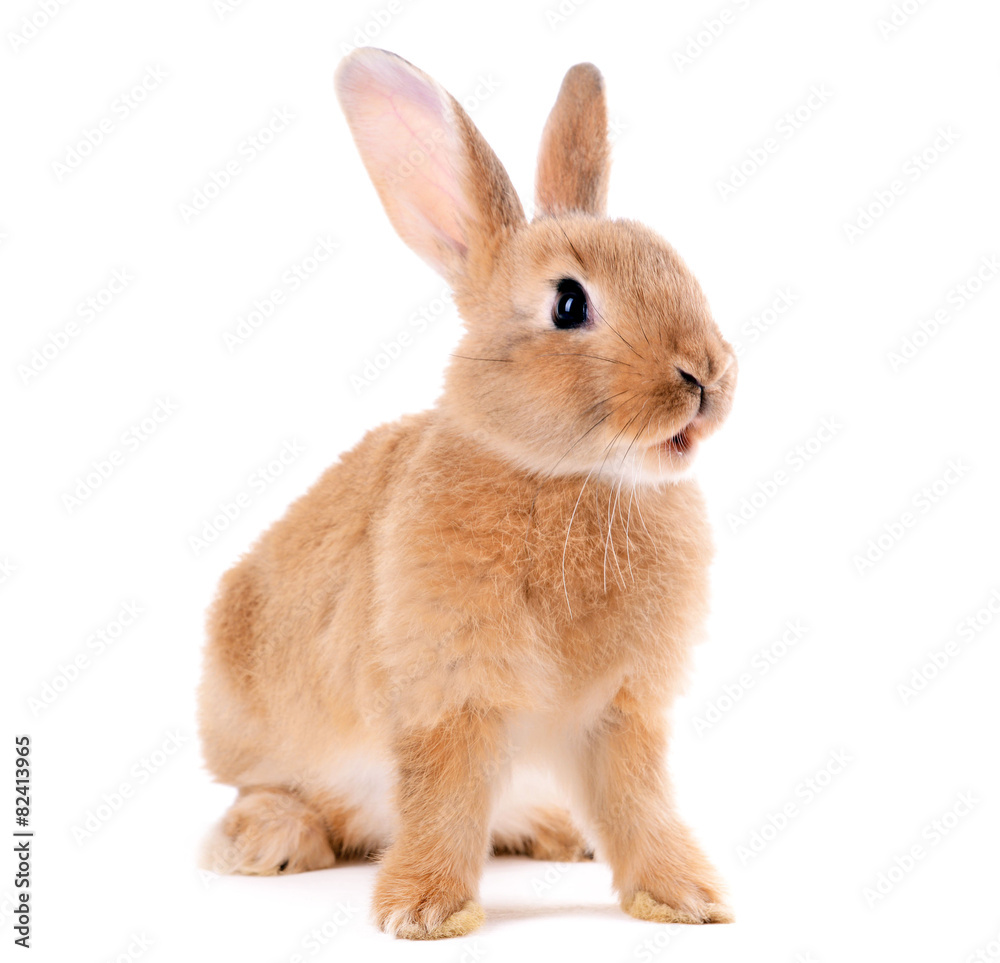 Obraz premium Little rabbit isolated on white