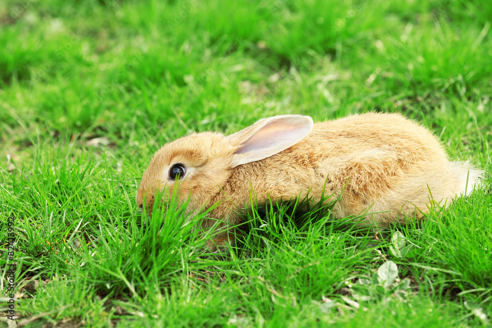 Obraz premium Little rabbit in grass close-up