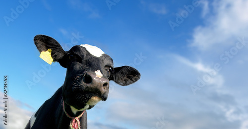 Fototapete Head of the calf against the sky
