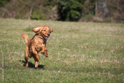 Cockapoo