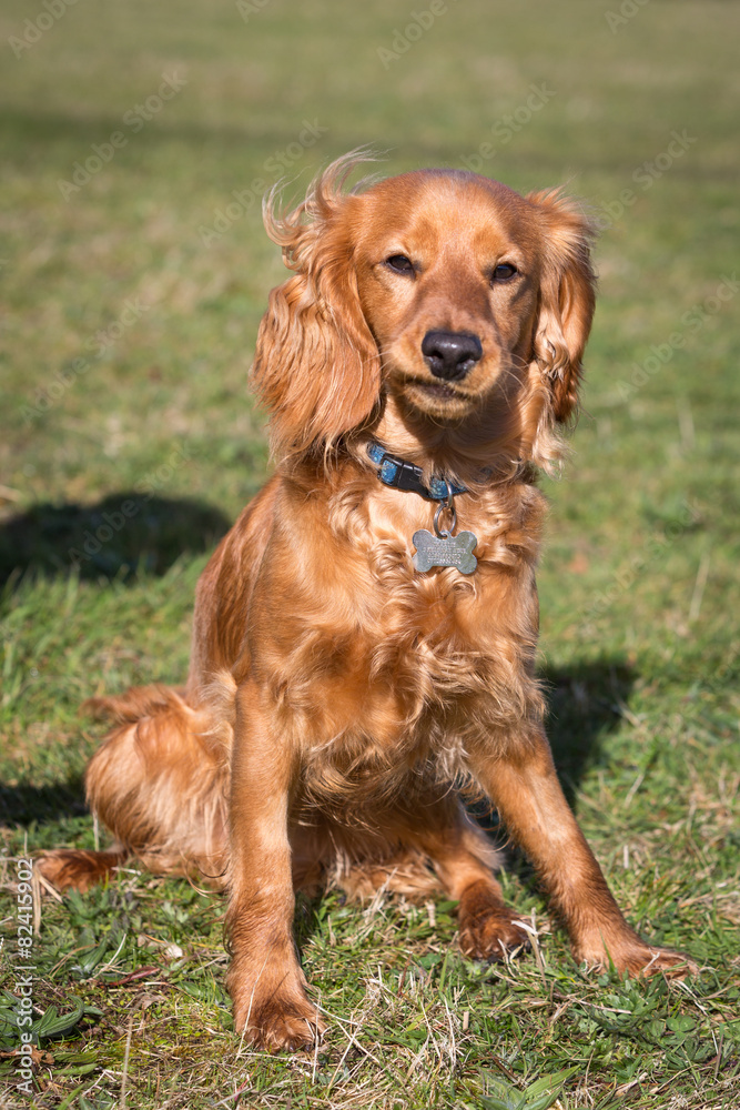 Cockapoo