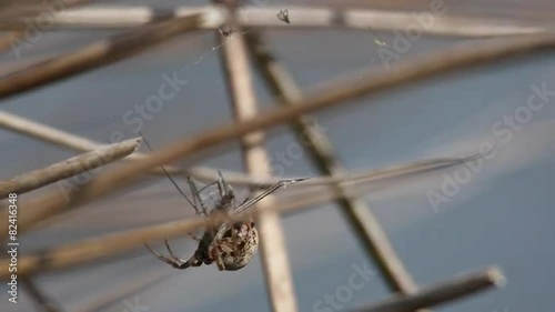Kreuzspinne wickelt Beute ein