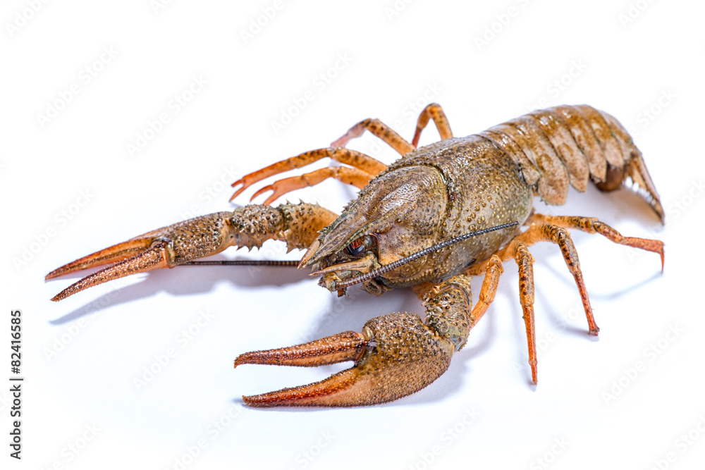 Crayfish isolated on the white background Crayfish isolated on the white background
