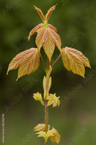 Acer pseudoplatanus