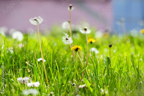 spring background with dandelions