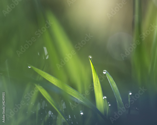 Fotobehang morning dew in the spring grass natural background