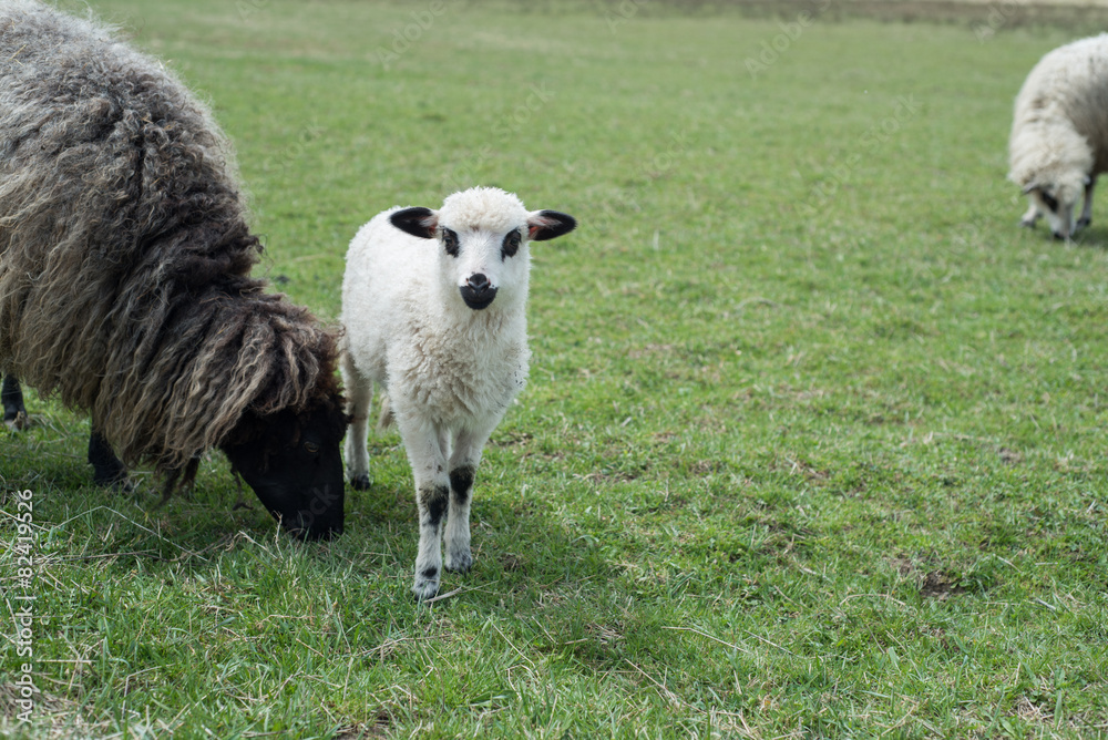 little lamb with mother