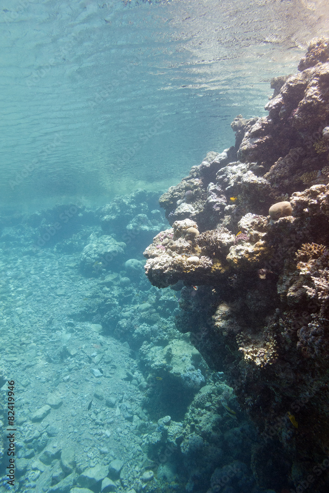 coral reef under the surface of water in tropical sea