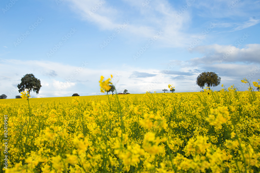 Obraz premium yellow fields