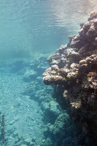 coral reef under the surface of water in tropical sea