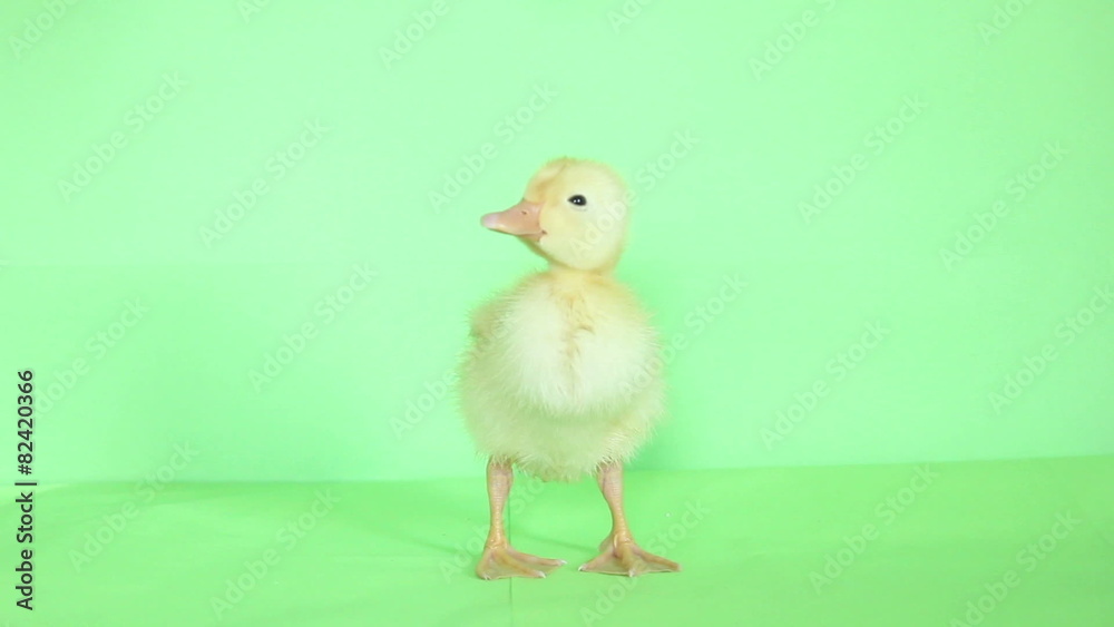 baby duck green background