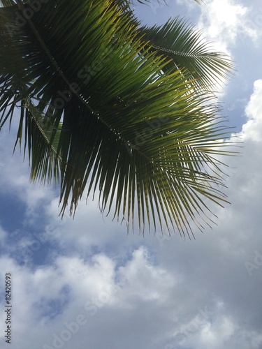 Palm fronds against the sky © shiyana