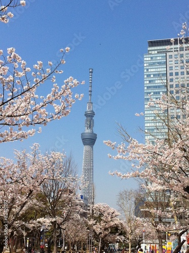 錦糸公園の桜とスカイツリー