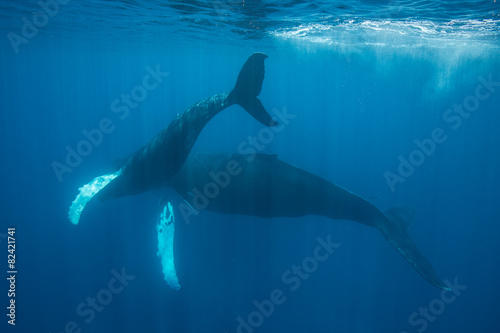 Humpback Mother and Calf